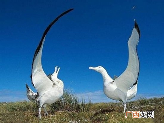 信天翁是什么鸟,信天翁是不是哺乳动物？
