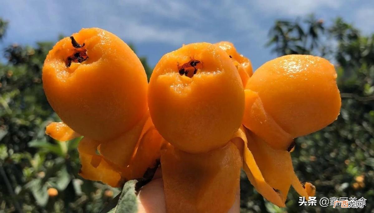 全国4个最出名的枇杷产地 中国最好吃的枇杷排行榜