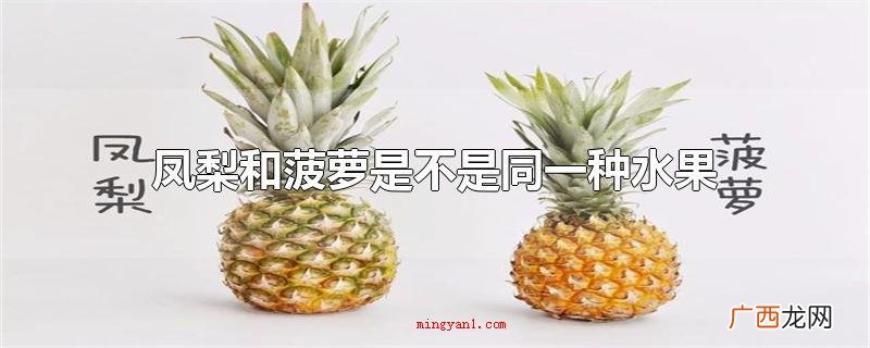 凤梨和菠萝是否同一种新鲜水果 凤梨和菠萝是不是同一种水果