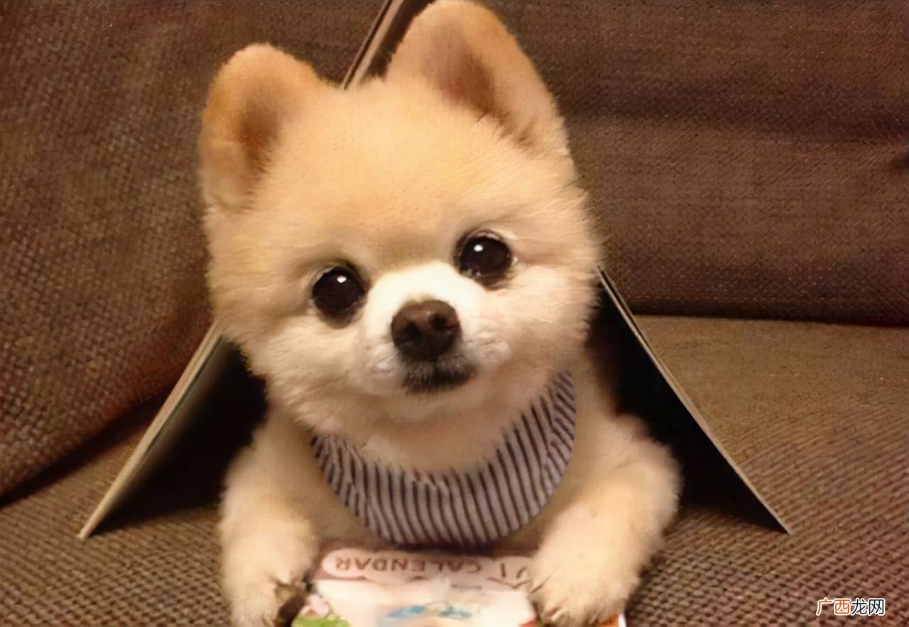 博美犬训练让它听话的技巧 博美犬怎么训练才能听懂人话