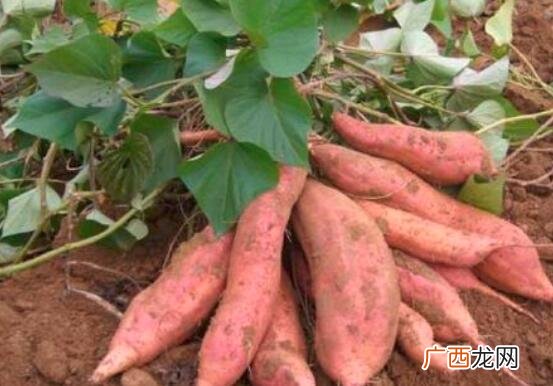 红薯和土豆的营养价值区别 红薯和土豆的区别