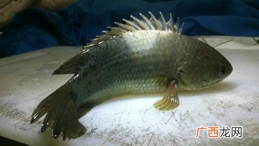鱼离开水后多久会死,鱼离开水会死？