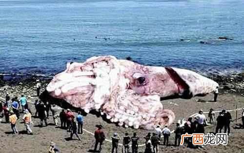 被称为森林医生的动物有哪些,森林里的给动物治病的医生有哪些？