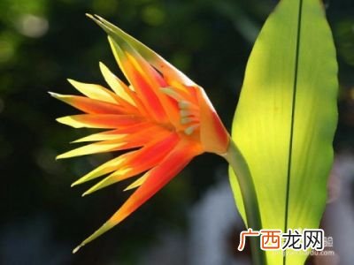 望鹤兰多少个叶子时候开花结果,鹤望兰可以砍头吗?