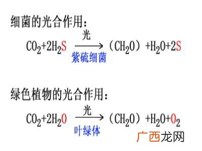 光合作用反应式初一,光合作用，光反应，暗反应各阶段化学式？