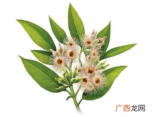 尤加利精油的功效与作用,尤加莉精油怎么用啊？