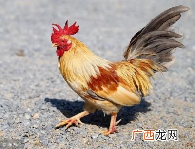 属鸡人的五个贵人,一龙独飞代表什么生肖？
