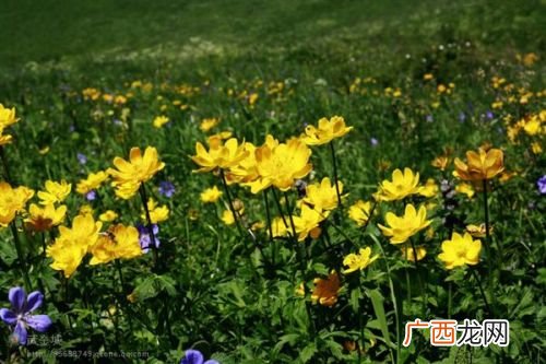 5月到6月开什么花,1------12月开啥花{顺口溜}？