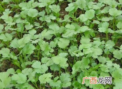 香菜的种植方法,香菜种植技术？