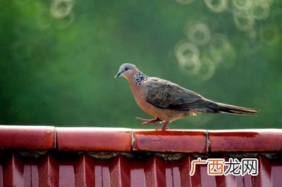 珠颈斑鸠的特点,珠颈斑鸠的生存环境？