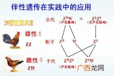 从性遗传和伴性遗传区别,生物：怎么区分伴性遗传和常染色体遗传？