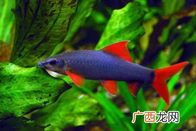 彩虹鲨咬鱼吗,彩虹鲨为什么追咬其它的鱼？