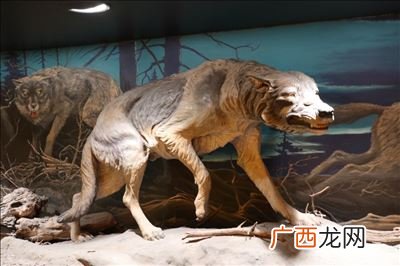 恐狼的特点,假面骑士突击狼全形态名称？