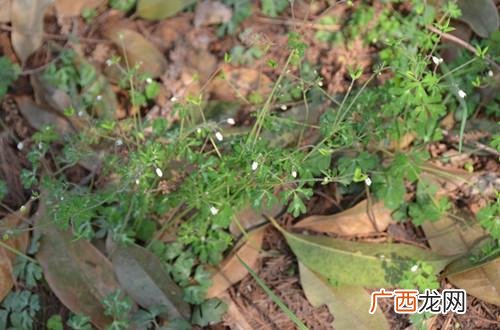 天葵是什么,“天癸”是什么意思？