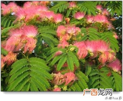 合欢树中合欢树象征什么如题,概括《合欢树》中蕴含了作者怎样的思想感情？