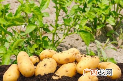 土豆什么时候传入中国,为什么土豆叫土豆？