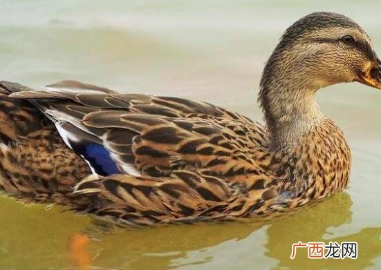 麻鸭和水鸭的营养价值区别 麻鸭和水鸭的区别