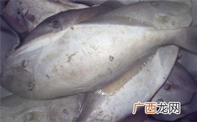 马面鱼是什么鱼,马面鱼和龙利鱼的区别？