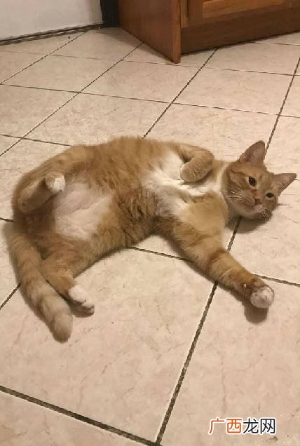爱情里的弃猫效应是什么意思,弃猫效应什么意思？