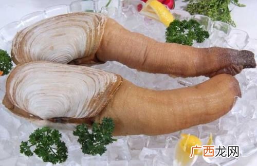 象拔蚌怎么吃,象拔蚌的食用方法？