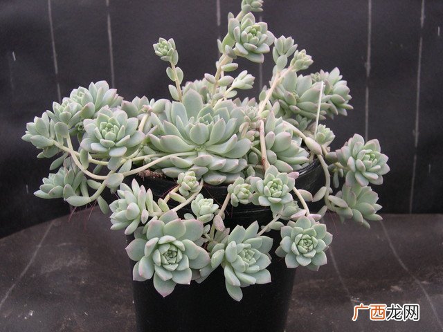 谁知道子持白莲和粉蔓的区别,荷花培养后代的诗？