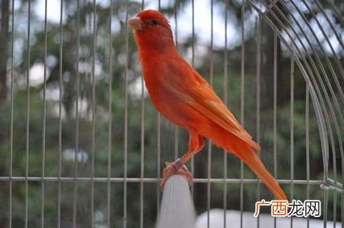 玉鸟都有什么品种,玉鸟都有什么品种？