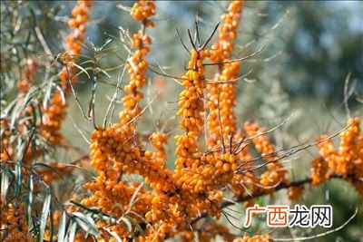 沙棘原浆是什么东西,沙棘干粉好还是原浆好？