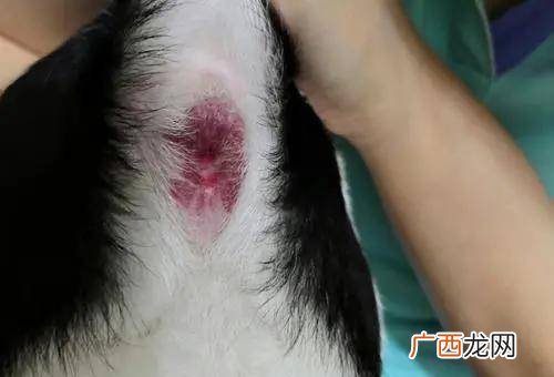 狗肛门腺发炎吃什么药,狗狗屁股疼，大便硬结，屁股红肿，不吃东西怎么办？