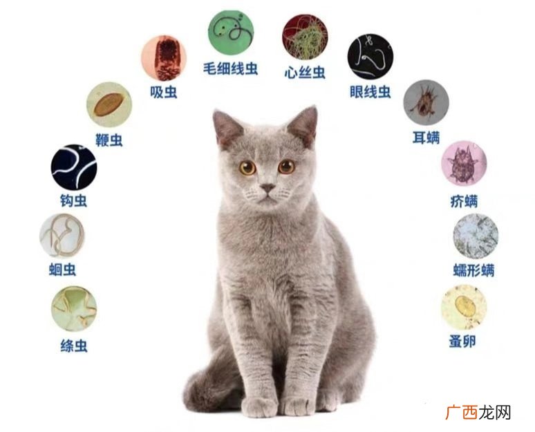 猫体内驱虫多久一次,猫咪多久驱一次虫？