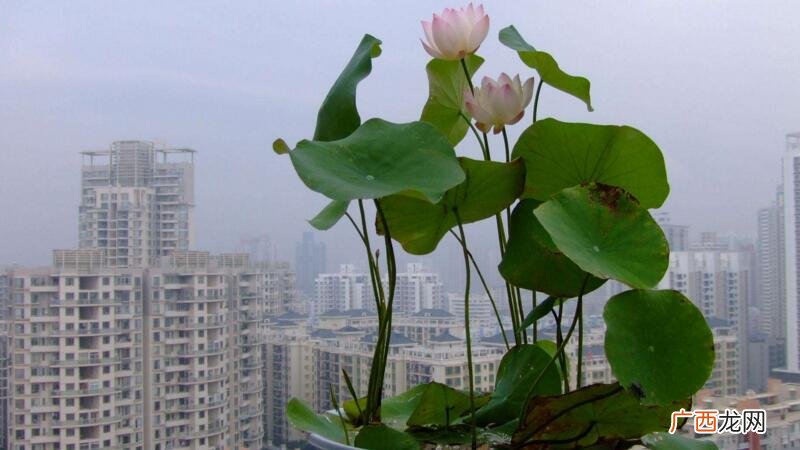 碗莲什么时候开花,6月份种下碗莲多长时间开花？