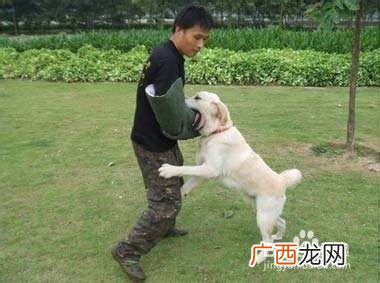 怎么训练狗狗听话,东德怎么训练狗狗听话？