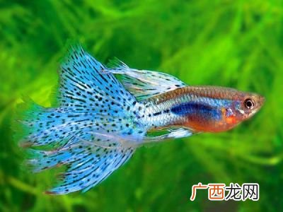 孔雀鱼针尾病,孔雀鱼幼鱼针尾病怎么治？