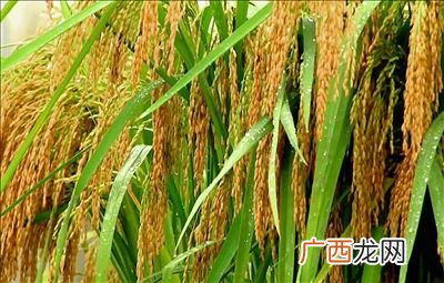 巨型稻亩产多少斤,巨人稻什么时候能普及？