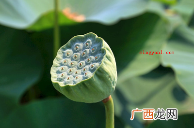 古人将莲蓬喻意为子孙满堂、纯洁清静、路路都通、莲子用心、怜爱 莲蓬的寓意是什么？