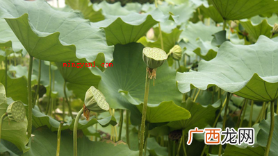 古人将莲蓬喻意为子孙满堂、纯洁清静、路路都通、莲子用心、怜爱 莲蓬的寓意是什么？