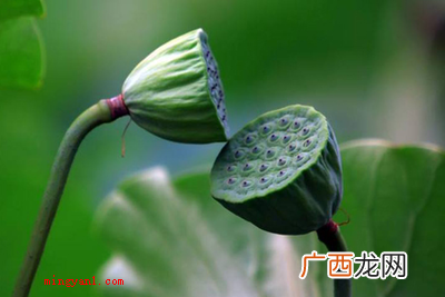 古人将莲蓬喻意为子孙满堂、纯洁清静、路路都通、莲子用心、怜爱 莲蓬的寓意是什么？
