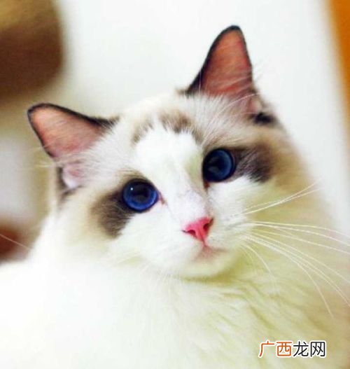 布偶猫的品种介绍,布偶猫颜色分类有哪些？