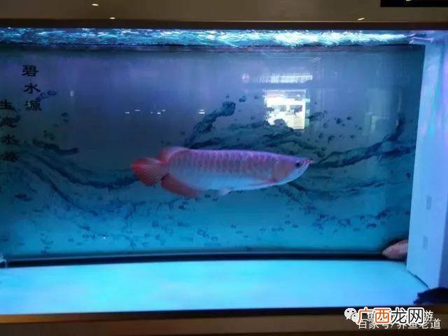 如何养鱼缸里的鱼,鱼缸有鱼怎么清洗鱼缸？