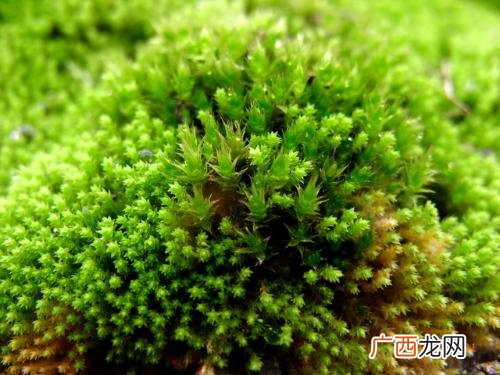 藓类植物有哪些,藻类植物和藓类植物哪个更低级？