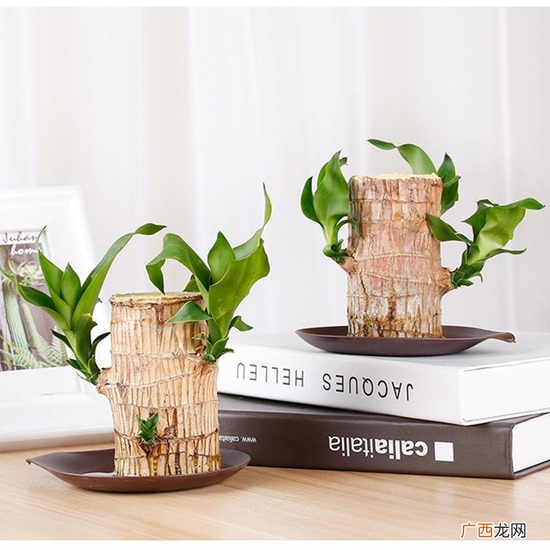 家里种巴西木风水好吗 巴西木的风水作用和摆放禁忌