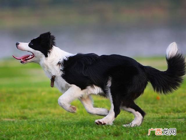 边牧几个月开始养好养,四个月大的边牧是否可以养？
