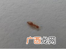 床上有极小的小虫爬是什么,床上有特别小的虫子是什么？