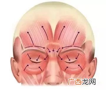 眼轮匝肌是哪里,眼睑是哪里图解？