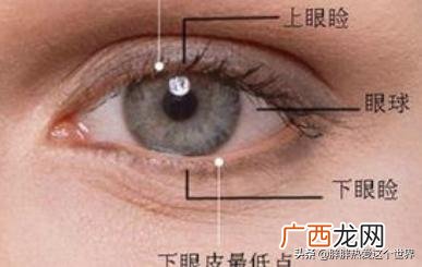 眼轮匝肌是哪里,眼睑是哪里图解？