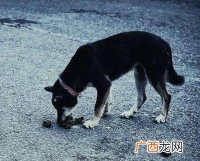 狗狗为什么吃屎,狗狗吃屎为什么没事？