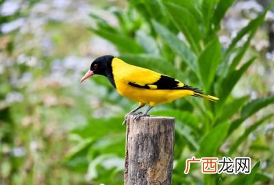 两个黄鹂鸣翠柳 两个黄鹂鸣翠柳是什么意思,杜甫的绝句的解释？