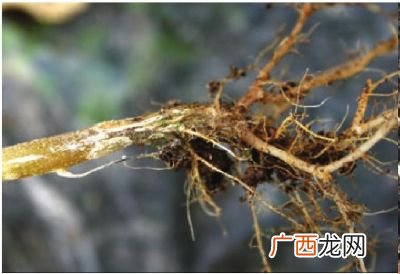 根腐病怎么治,根腐病有特效药治吗？