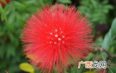 合欢花有什么寓意,合欢树花有几种颜色？