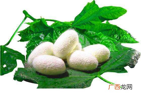 蚕茧子是什么意思,茧蛹怕冻吗?