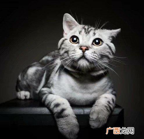 银白猫是什么品种,银渐层和蓝猫哪种好？